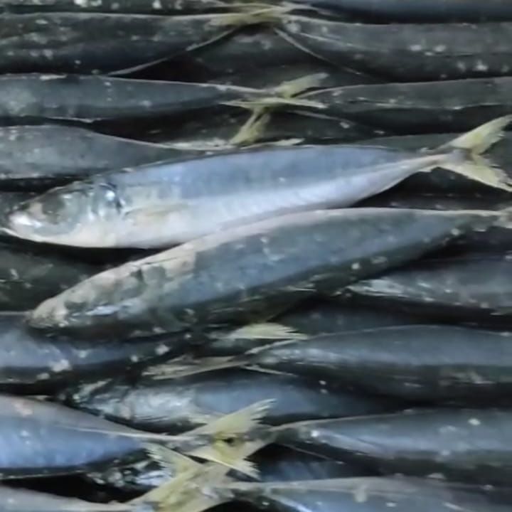 Ikan Layang (Malalugis Biru)